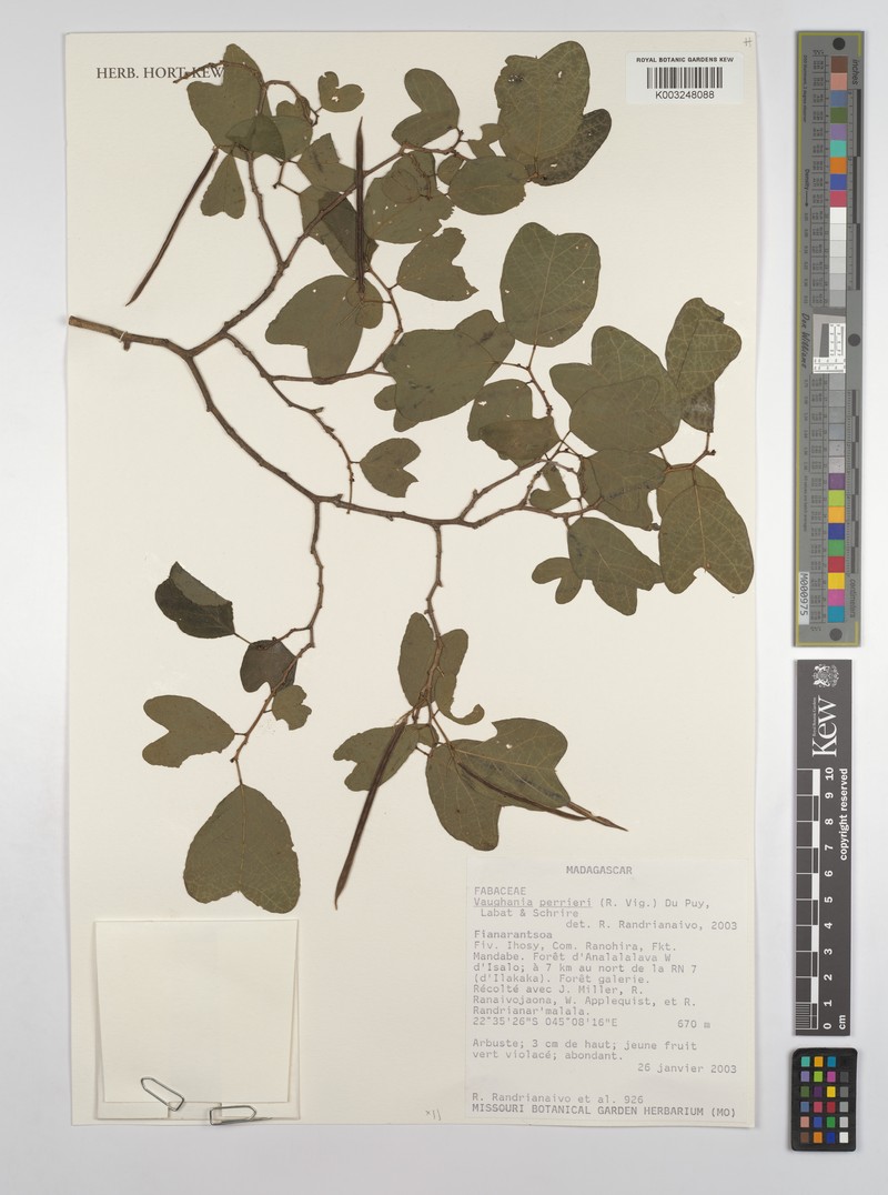 Indigofera perrieri subsp. perrieri photo 3