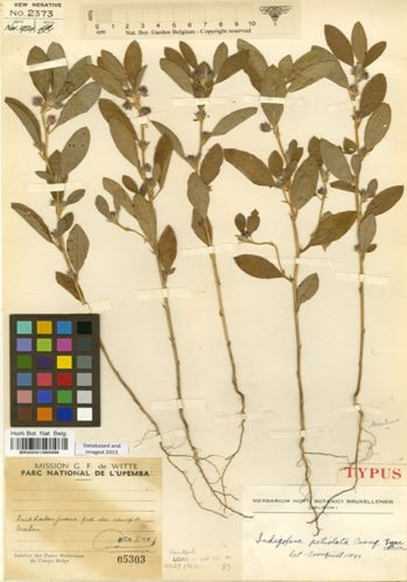Indigofera petiolata