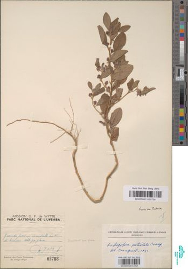 Indigofera petiolata photo 2