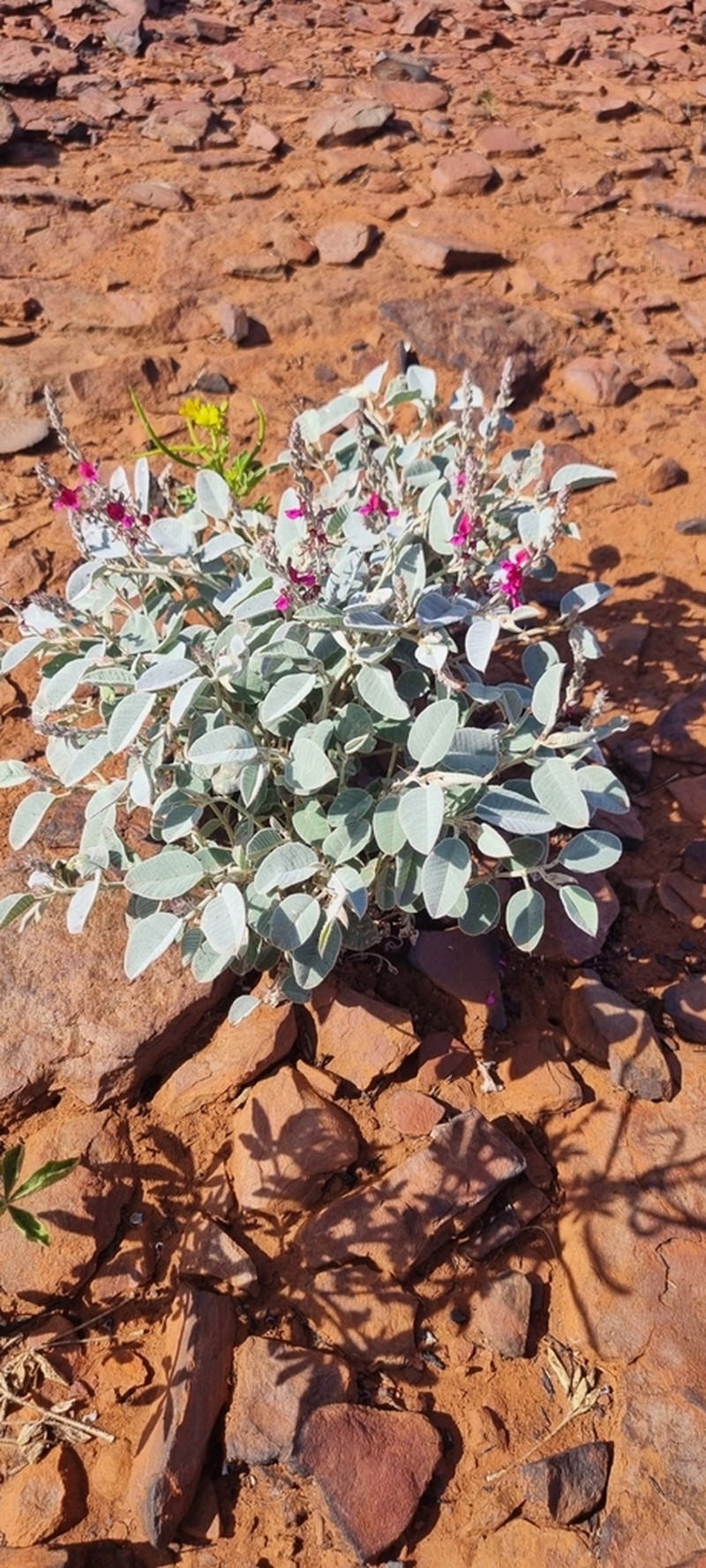 Indigofera petraea