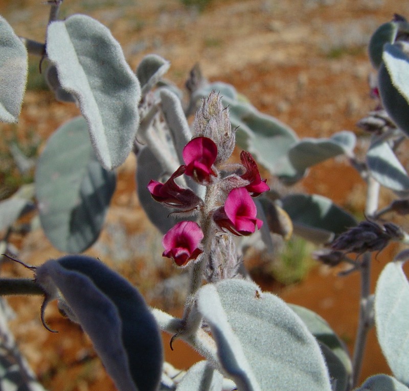 Indigofera petraea photo 3