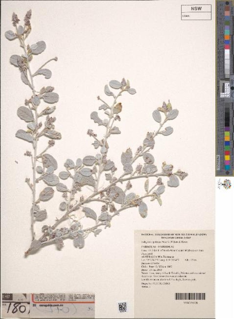 Indigofera petraea photo 4
