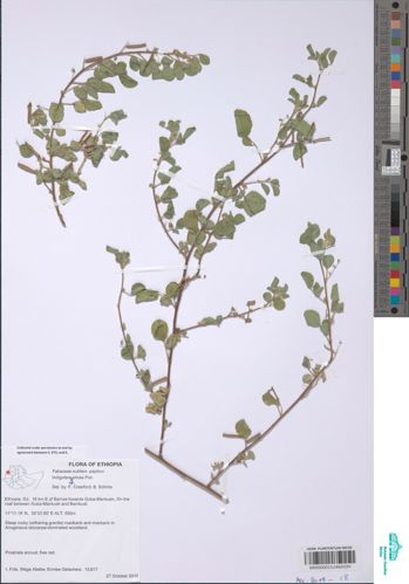 Indigofera phyllanthoides photo 2