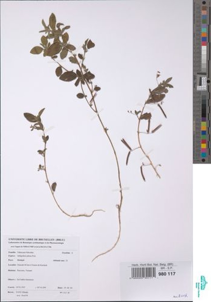 Indigofera phyllanthoides photo 3