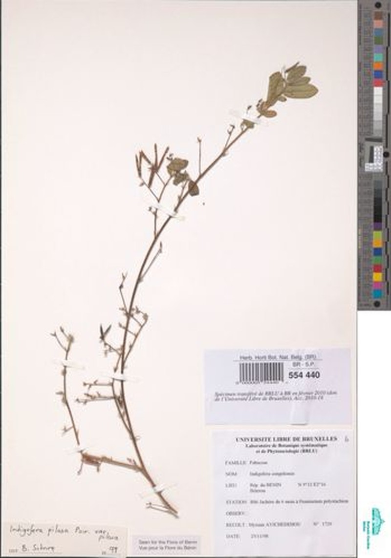 Indigofera phyllanthoides photo 5