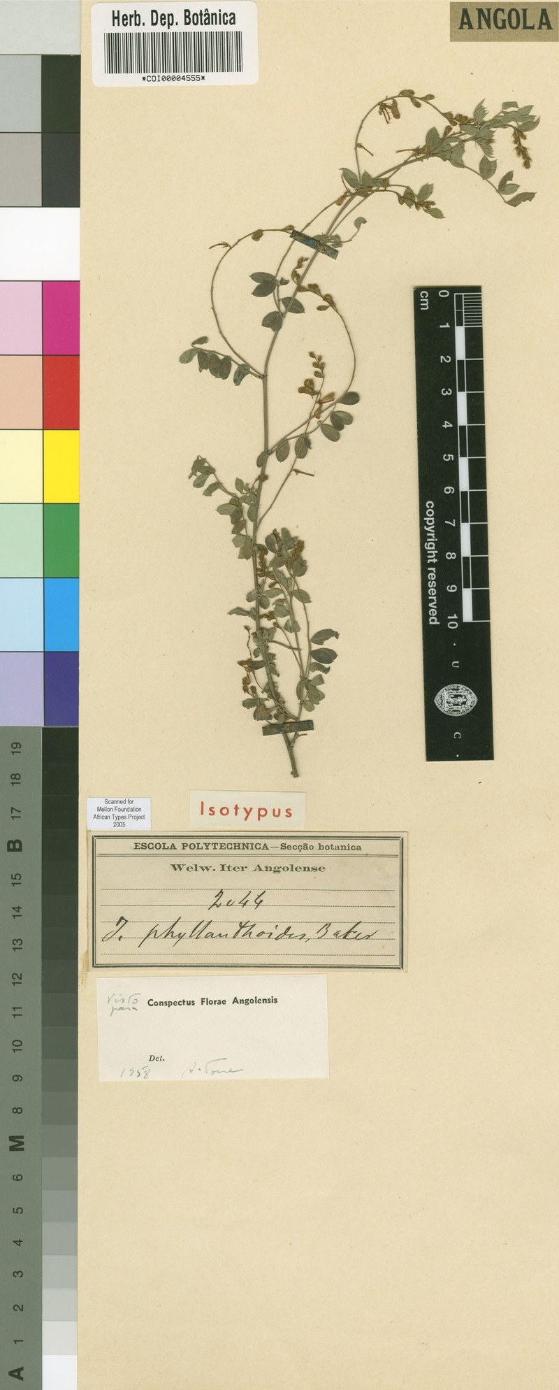 Indigofera phyllanthoides