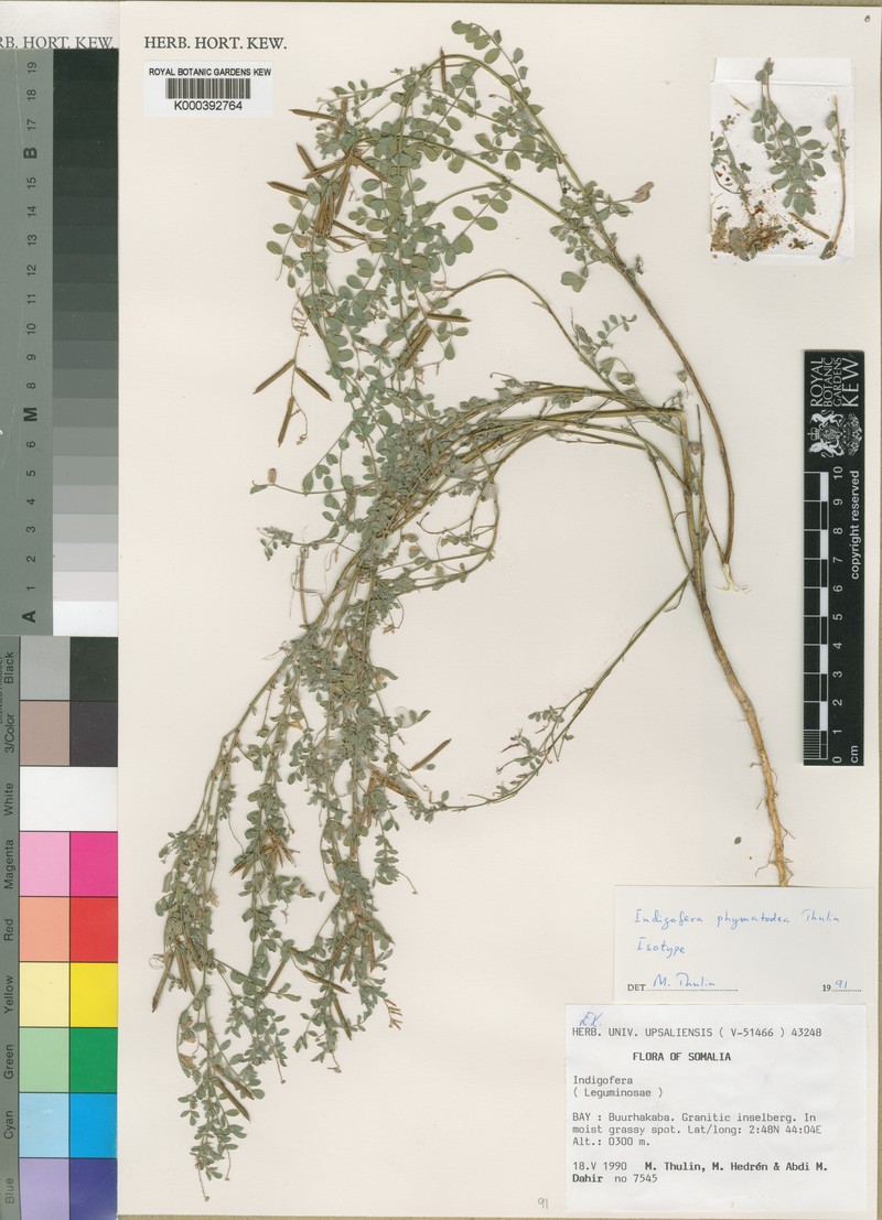 Indigofera phymatodea