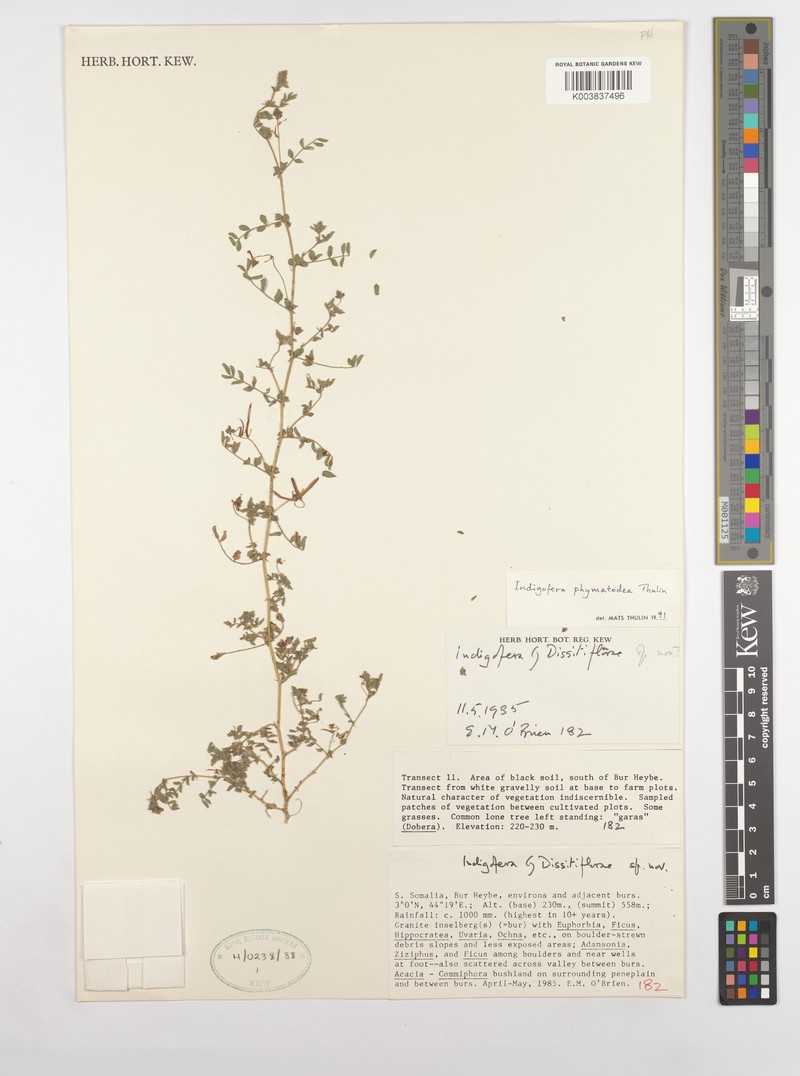 Indigofera phymatodea photo 2