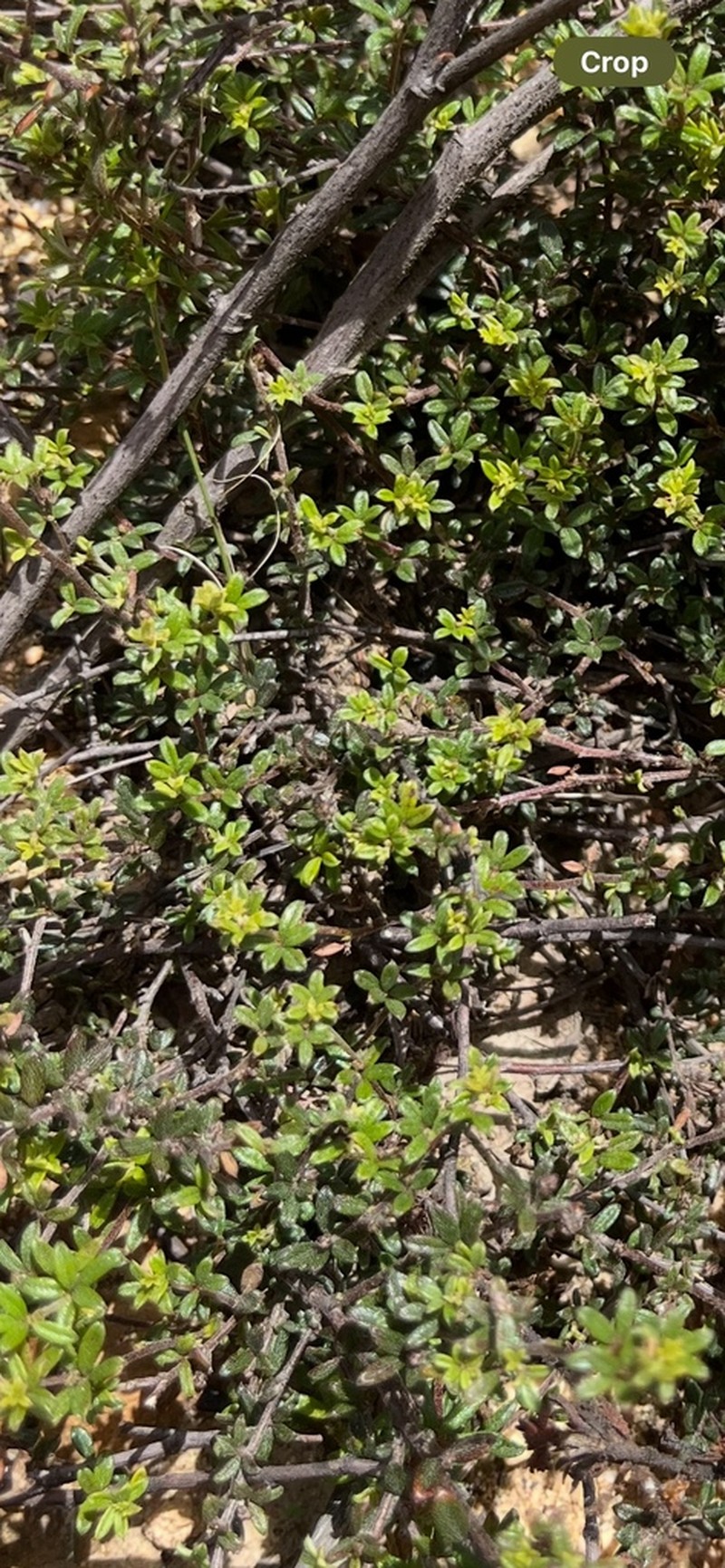 Indigofera pilgeriana