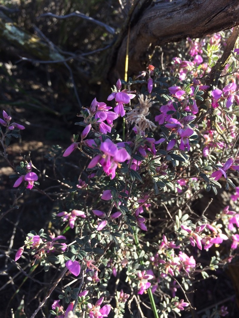 Indigofera pilgeriana photo 2