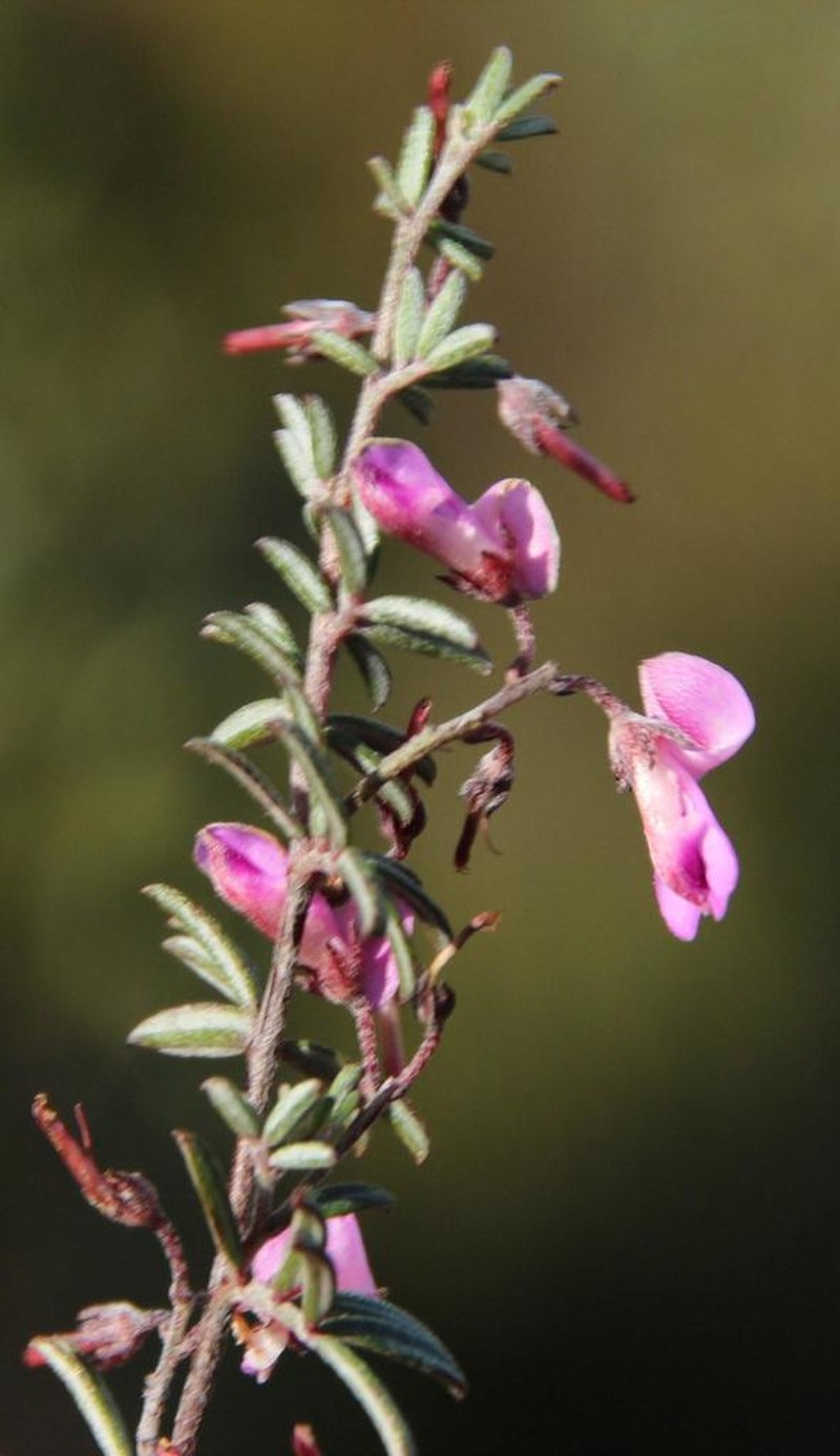 Indigofera pilgeriana photo 3