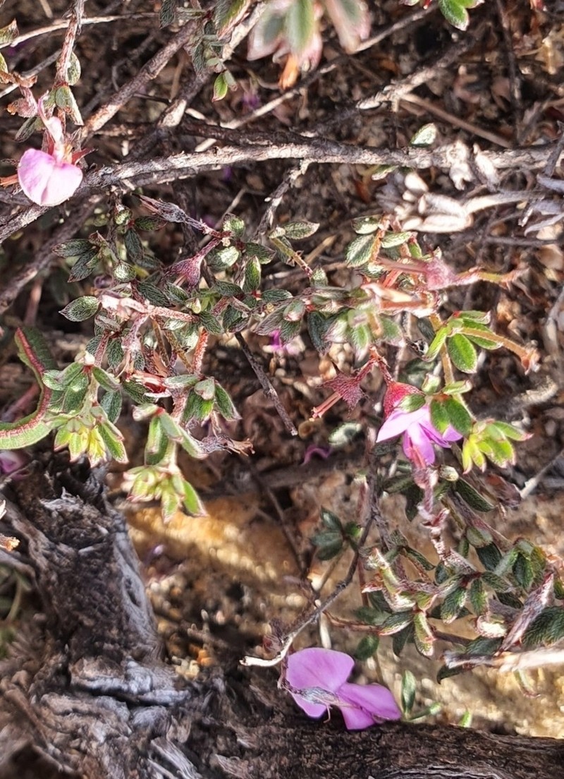 Indigofera pilgeriana photo 4