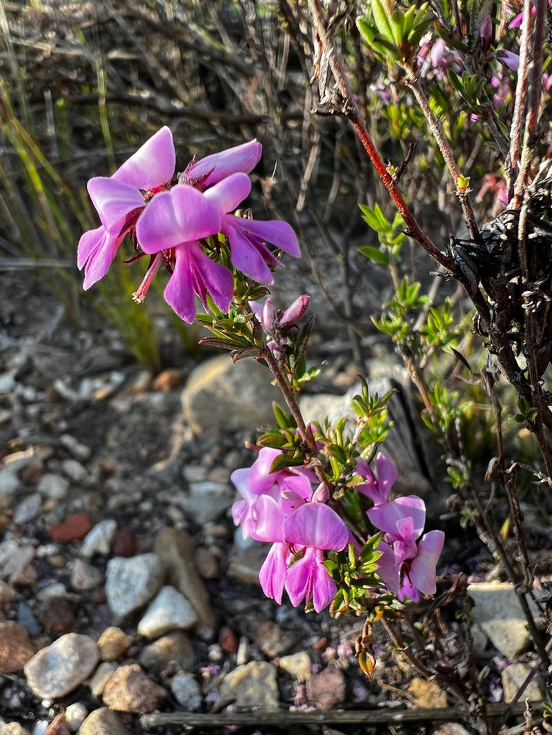 Indigofera pilgeriana photo 6