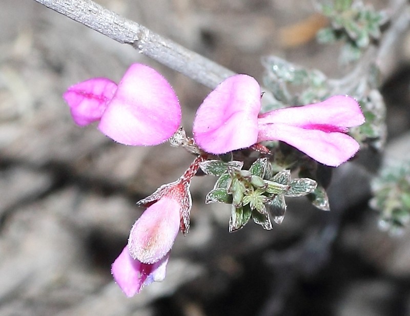 Indigofera pilgeriana photo 7