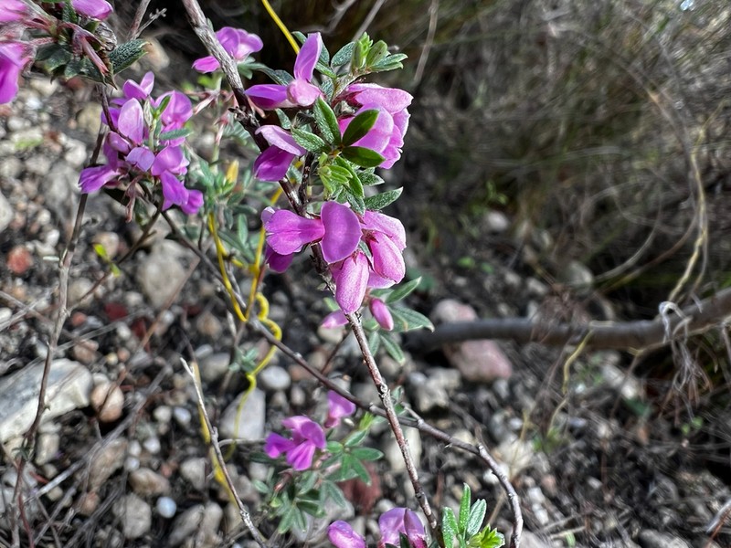 Indigofera pilgeriana photo 8