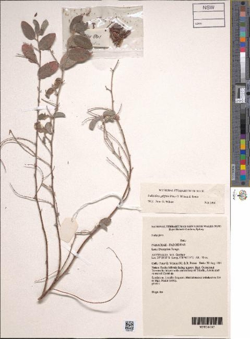 Indigofera pilifera