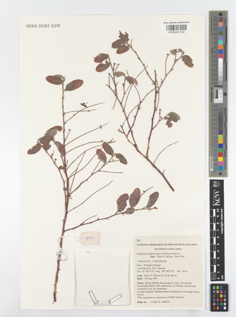 Indigofera pilifera photo 2
