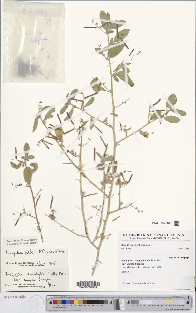 Indigofera pilosa var. pilosa
