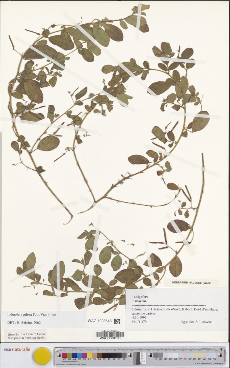 Indigofera pilosa var. pilosa photo 3