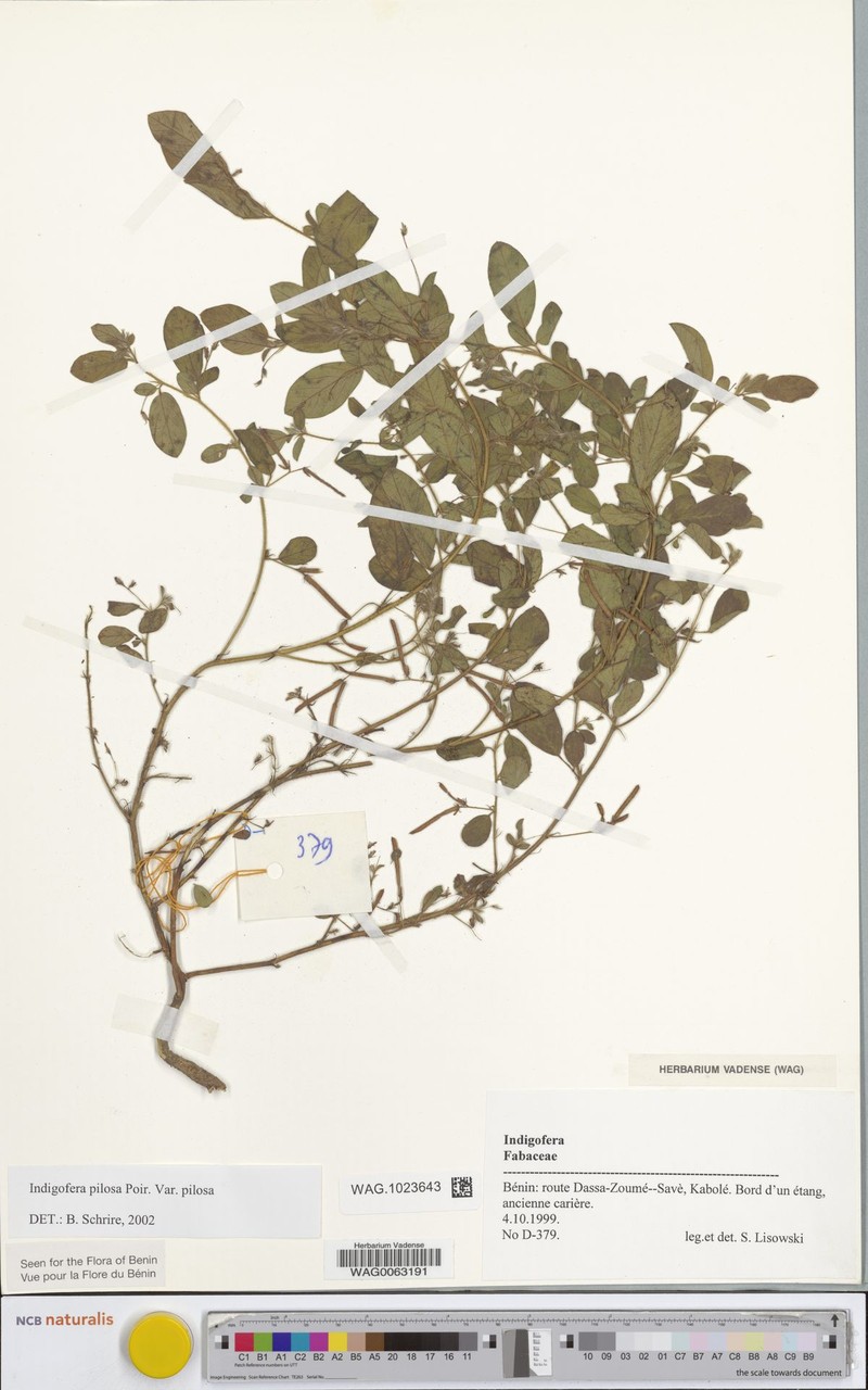 Indigofera pilosa var. pilosa photo 4