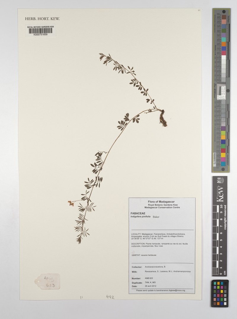 Indigofera pinifolia