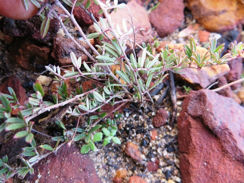 Indigofera pinnata photo 2
