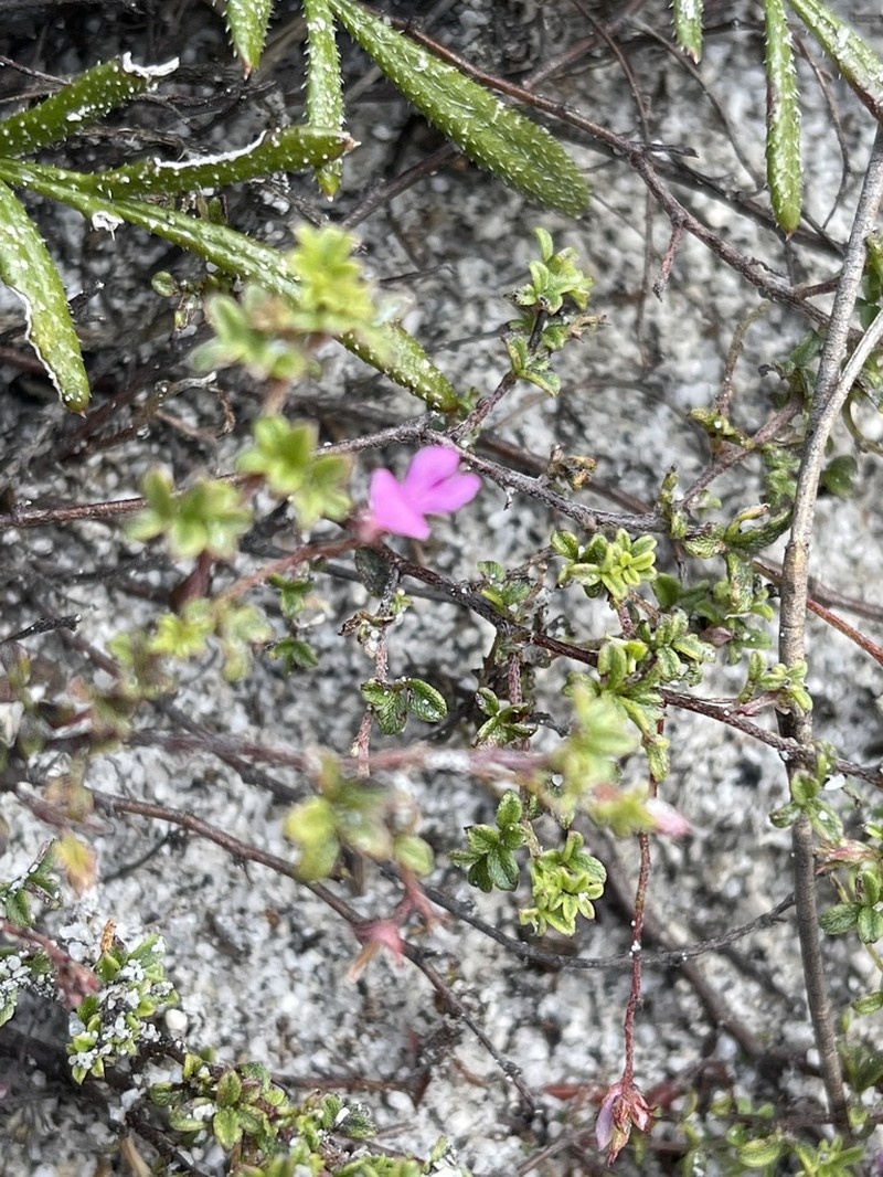Indigofera pinnata photo 3