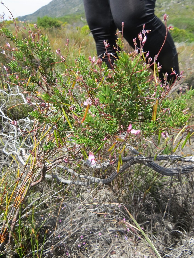 Indigofera pinnata photo 4