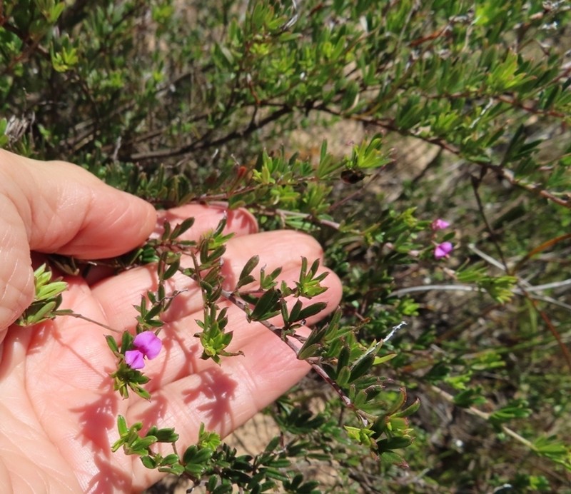 Indigofera pinnata photo 5