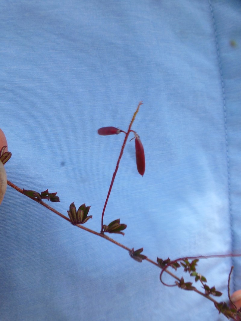 Indigofera pinnata photo 6