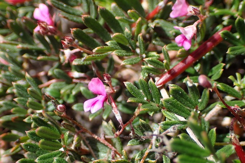 Indigofera pinnata photo 8
