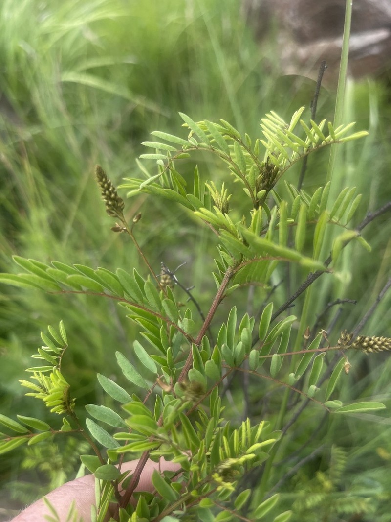 Indigofera placida
