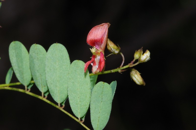 Indigofera placida photo 2