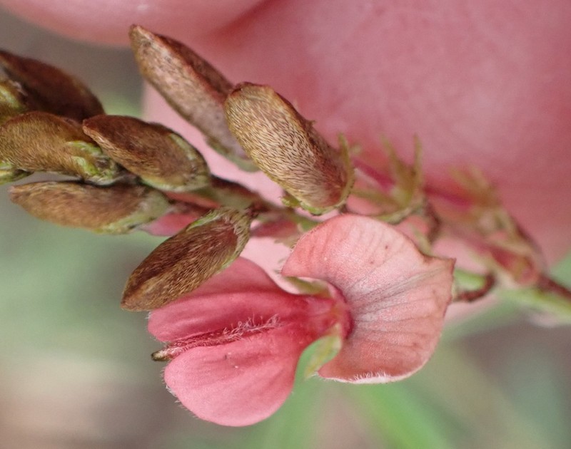 Indigofera placida photo 3