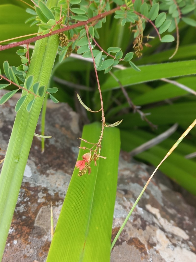 Indigofera placida photo 4