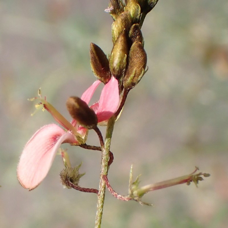 Indigofera placida photo 5