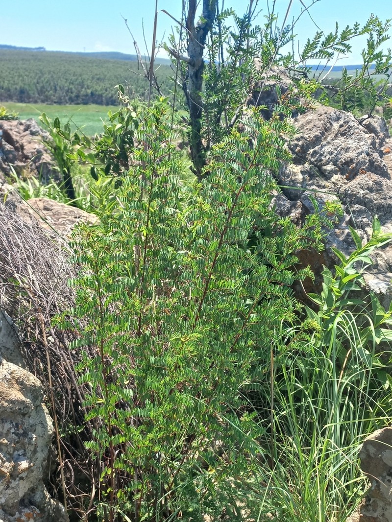 Indigofera placida photo 6