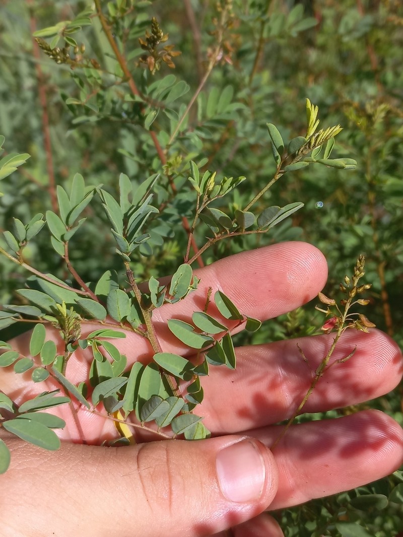 Indigofera placida photo 7