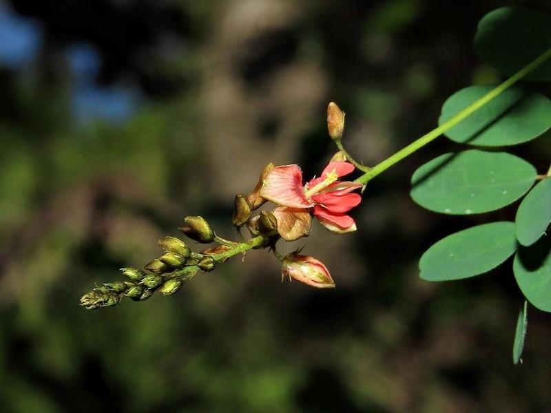 Indigofera placida photo 8
