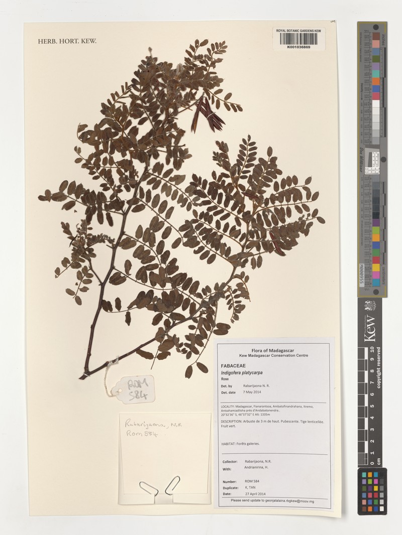 Indigofera platycarpa photo 2