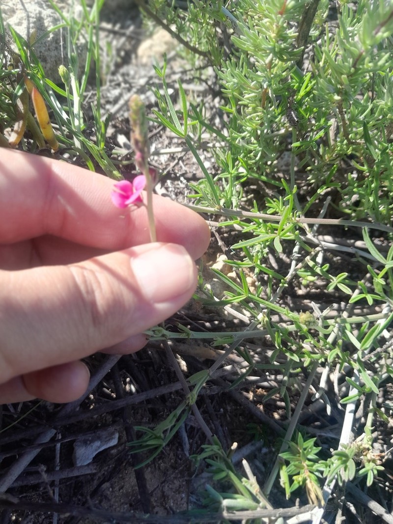 Indigofera platypoda photo 3