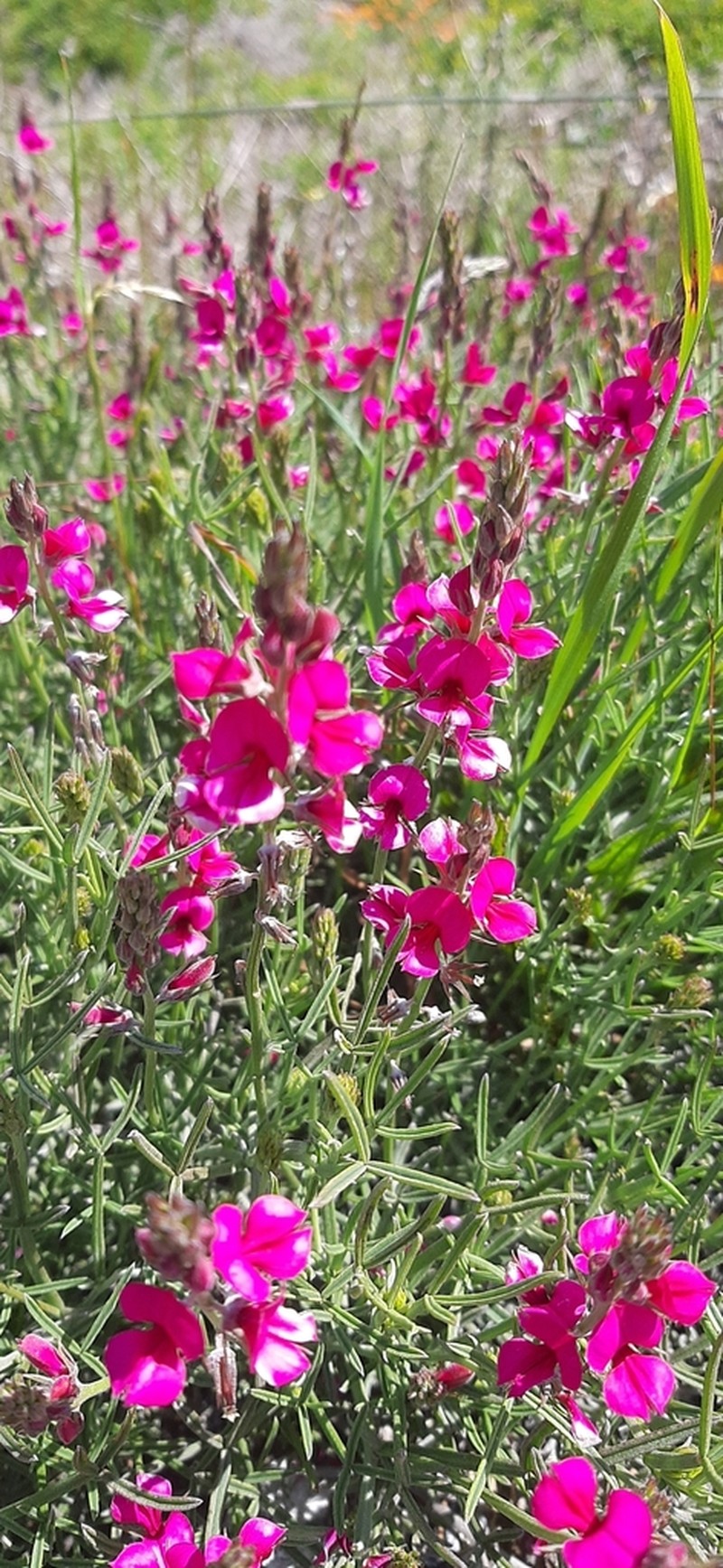 Indigofera platypoda photo 5