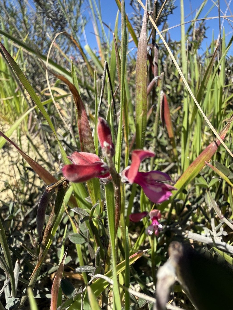 Indigofera platypoda photo 7