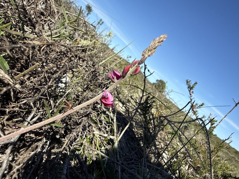 Indigofera platypoda photo 8