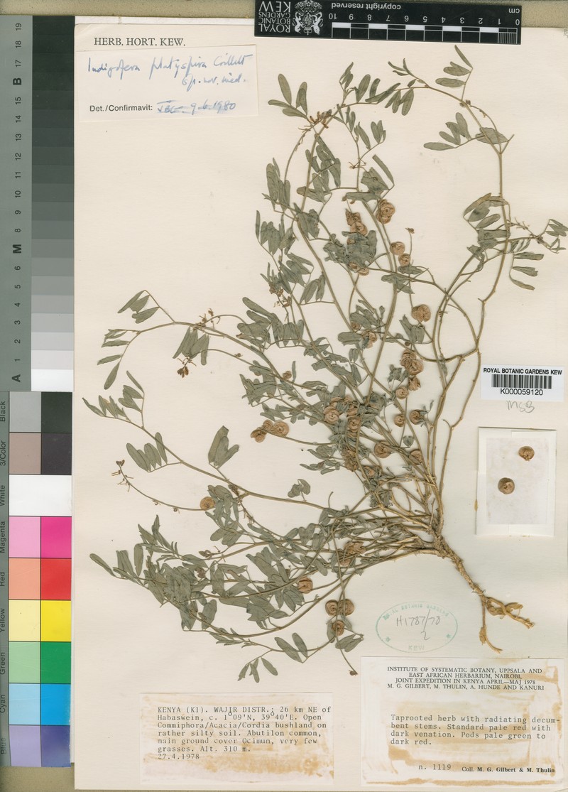 Indigofera platyspira