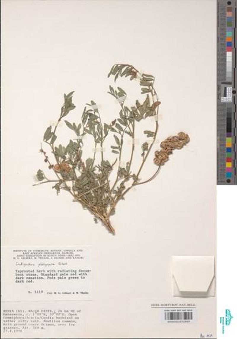 Indigofera platyspira photo 2