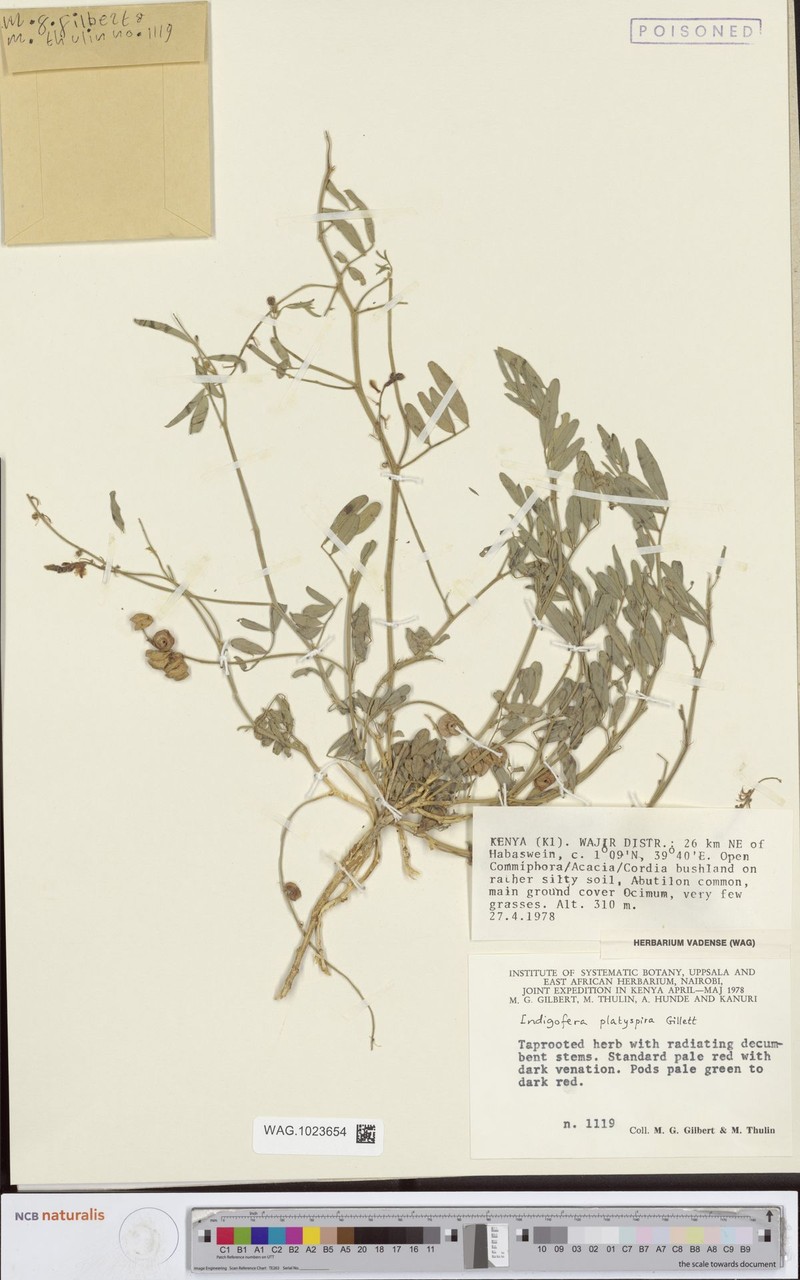 Indigofera platyspira photo 3