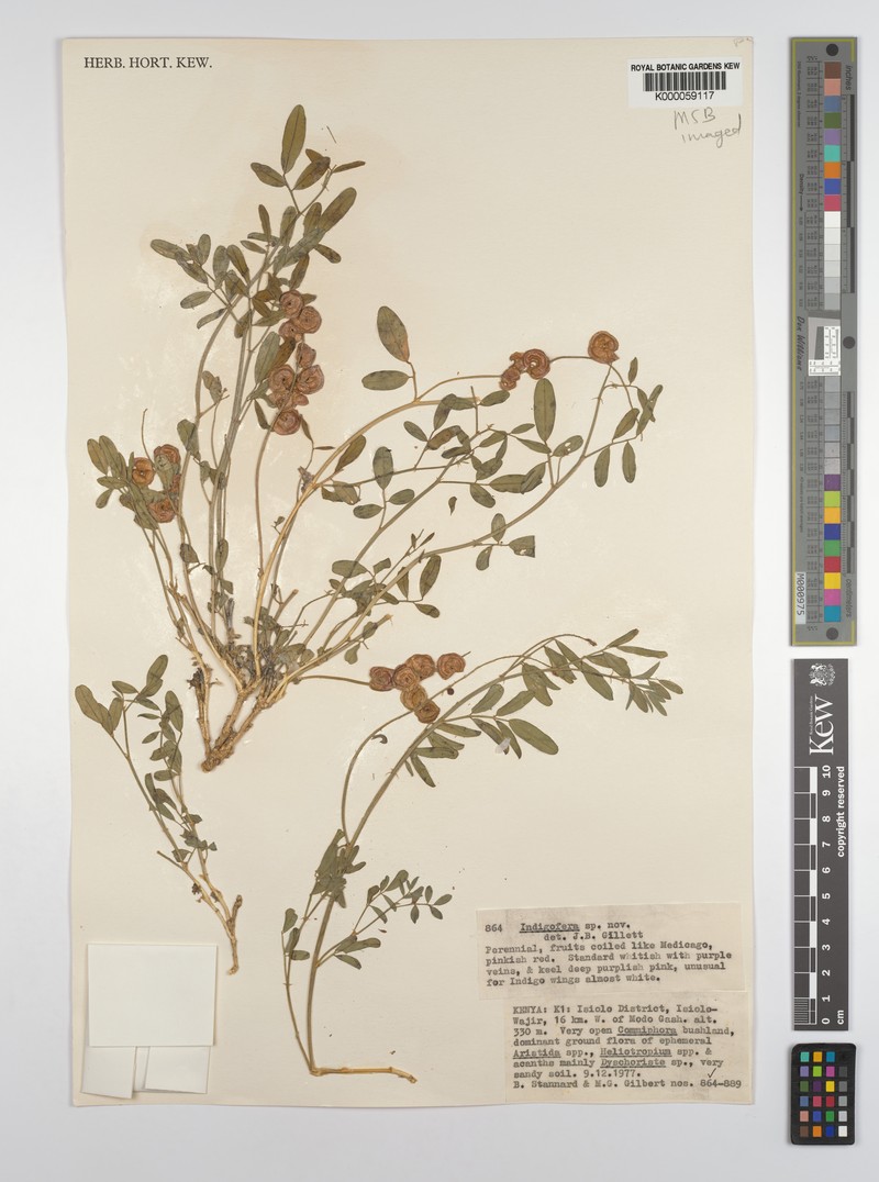 Indigofera platyspira photo 4