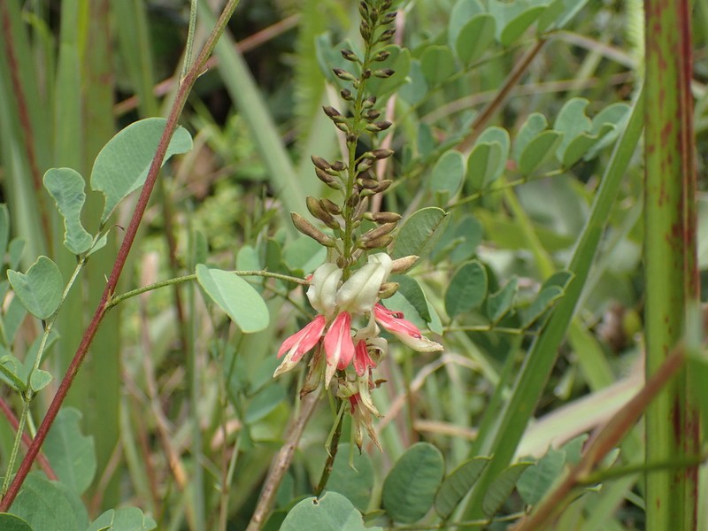 Indigofera podocarpa