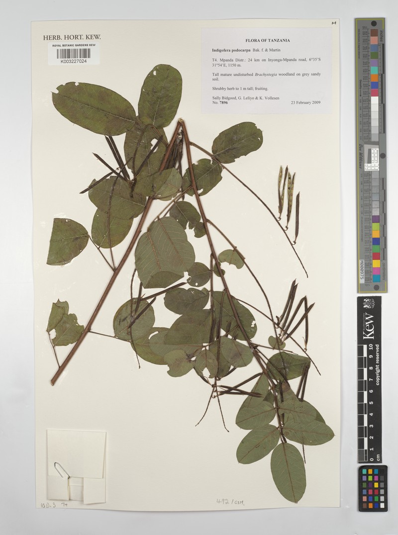 Indigofera podocarpa photo 3